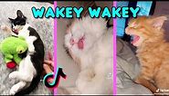 Wakey Wakey It's time for school - (Waking up cats) Funny Cat Tiktok Compilation l Oh Hooman