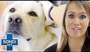 Cleaning The Worst Dog Infected Ears | Bondi Vet Clips | Bondi Vet