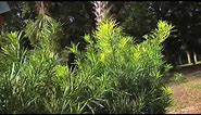 Japanese Yew Hedge (Podocarpus macropyllus)