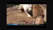 Male Siberian Tiger Attacks Lioness Until Lion Saves Her