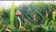 Complete guide to identifying liberty cap mushrooms | Ideal for beginners