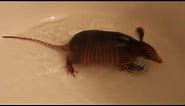 Baby armadillo plays in water