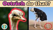 Do Ostriches bury their head in the sand? is it a myth or reality