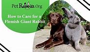 How to Care for Flemish Giant Rabbit - Pet Rabbits