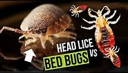 Bed Bugs Vs Head Lice - What is the Difference?