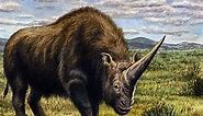 Enormous Unicorn Rhinos Lived Alongside the Earliest Humans