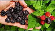 BLACK RASPBERRIES, Everything You Need To Know!