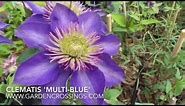 Clematis 'Multi-Blue'