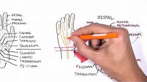 Clinical Anatomy - Hand, Wrist (palmar aspect/flexors)