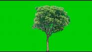 Mango tree green screen video backgrounds