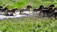 Wild Horses Running in the Wild!! so Pretty!!