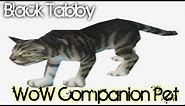 Black Tabby Cat - WoW Companion Pet Guide