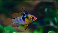 Common Ram fish types | Ram Cichlid types