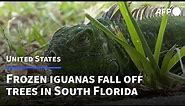 Frozen iguanas fall off trees in South Florida | AFP