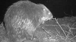 Portland Area Learns To Live With Urban Beavers