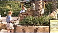 Cheetahs Take a Walk around the Houston Zoo