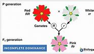 Incomplete dominance - Definition and Examples - Biology Online Dictionary