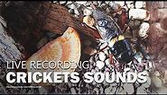 Crickets Sounds - Cricket Chirping - Sound Effect 4 Hours - Real Recording
