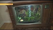 TV Fish Tank