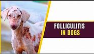 Folliculitis in Dogs: Symptoms, Prevention &Treatment ! Comprehensive Guide