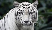 The White Siberian Tiger and Bengal Tiger