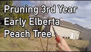 Pruning 3rd Year "Early Elberta" Peach Tree