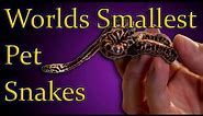 Top 5 SMALLEST Pet Snakes You Can Own
