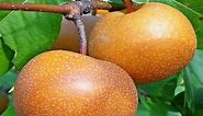 Korean Giant Asian Pear Fruit Review