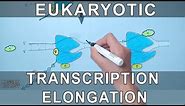Transcription Elongation in Eukaryotes