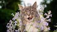 What Is Catnip? Why Cats Like It - Cats.com