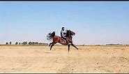 the best horse | ابهت اسب ایران