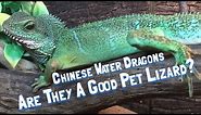 Chinese Water Dragons: Are They A Good Pet Lizard?