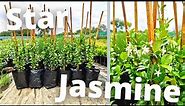 How To Grow Star (Confederate) Jasmine for maximum profit