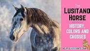 The Lusitano Horse: History, Colors and Crosses