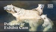 Polar Bear Exhibit, LIVE | Toledo Zoo