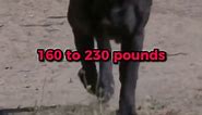 The Heaviest English Mastiff: Zorba's Record! 🐾Heaviest Dog Breeds #shorts