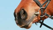 How to measure your horse’s mouth size for a comfortable fitting bit