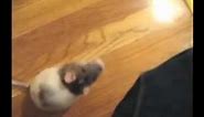 Iris: the cutest dancing rat you'll ever see