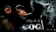 Why is it Cool to Smoke?