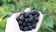 Wild Blackberry Jam - Picking and Preserving