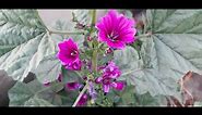 Winter Flower | French Mallow (Malva - Sylvestris) | Tips To Grow Hollyhocks From Seeds In Pot