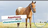 Appaloosa | characteristics, origin & disciplines