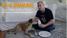 IP-6 Immune support for dogs