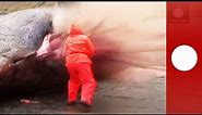 Graphic video: Dead sperm whale explodes as biologist cuts open carcass