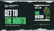 OG Kush Strain Review | Get To The Roots with Homegrown Cannabis Co.