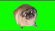 Pug dancing meme green screen [1 MINUTE]