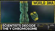 Researchers fully sequence the Y chromosome for the first time | World DNA | Latest News | WION