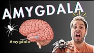 The Amygdala and Fear Conditioning