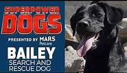 Search and Rescue Dog: Bailey | Superpower Dogs