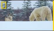 Wolf Pack Takes on a Polar Bear - Ep. 1 | Wildlife: The Big Freeze